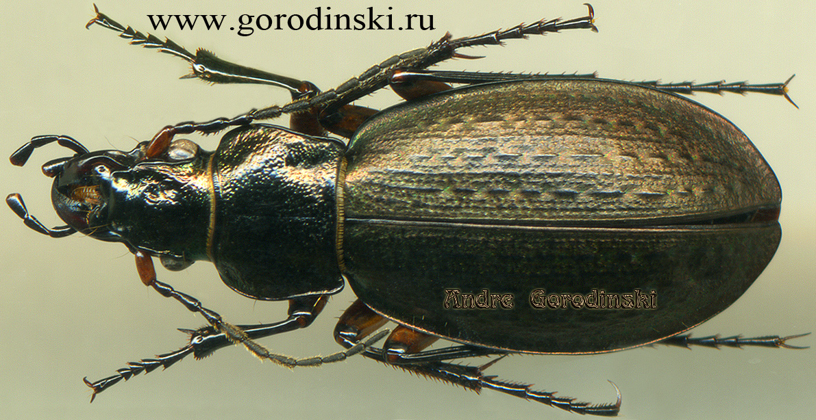 http://www.gorodinski.ru/carabus/Pseudocranion tibetanophilus yak.jpg
